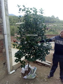 冠幅100厘米高度200厘米常綠花木價格行情與圖片介紹