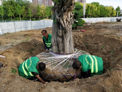 濰坊東風(fēng)街北海路環(huán)島綠化苗木遷移完成，養(yǎng)護(hù)管理工程全面展開