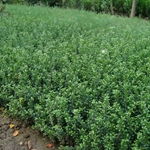 沭陽縣久久干花工藝品廠 專注干花工藝，養(yǎng)護(hù)管理工程詳解